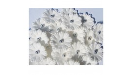 Baltos spalvos gėlytės  ''Sweet William'' su sidabriniais viduriukais