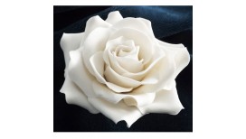 Didelė balta rožė su vielute