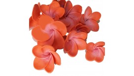 Koralo spalvos frangipani (plumeria)