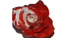 Vidutinė raudonai nudažyta rožė „Alisa stebuklų šalyje“