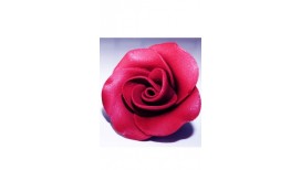 Bordo spalvos didelė rožė