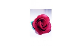 Bordo spalvos vidutinė rožė