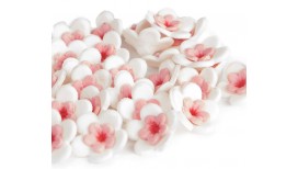 Baltos spalvos vyšnios žiedai (sakura)